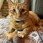 Fish joined the competition — help win amazing prizes! cat, orange_tabby, toy, whiskers, paws, collar, bell, indoor, closeup, pet, feline, curious, looking_at_camera, soft_toy, blanket, couch, cozy, fur, cute, domestic_animal