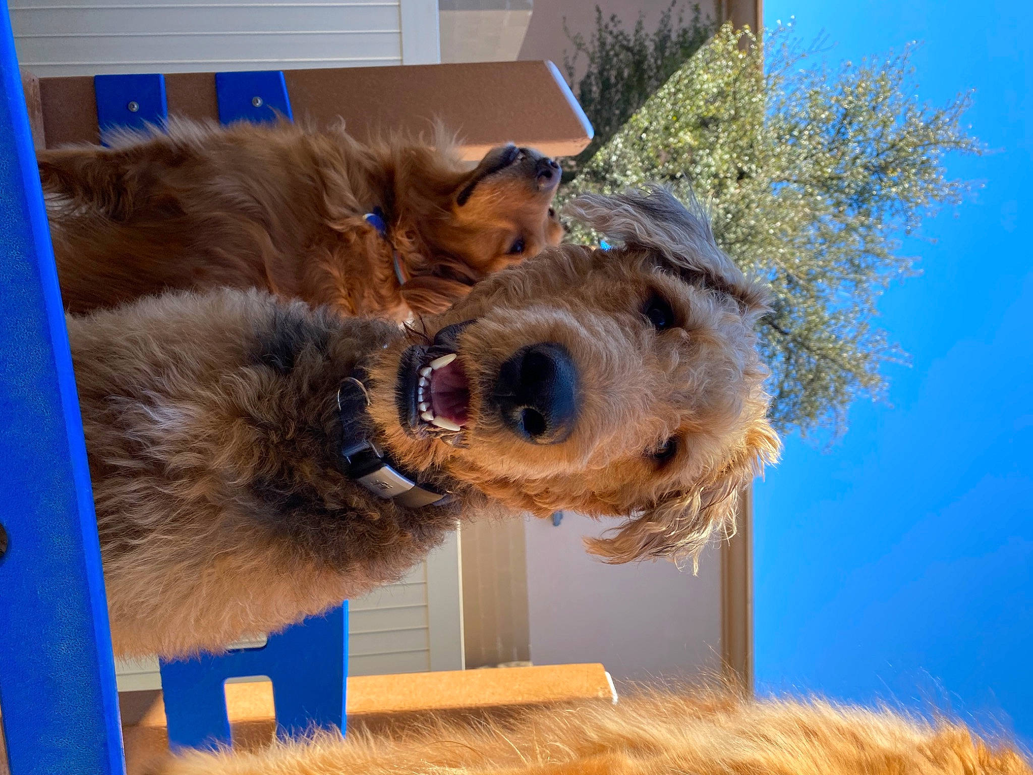 Audi is registered to the contest to win money with this photo: blue, canidae, carnivore, companion_dog, dog, dog_breed, fawn, fur, liver, natural_material, pack_animal, pet_supply, sky, snout, sporting_group, terrestrial_animal, tree, trunk, wood, working_animal