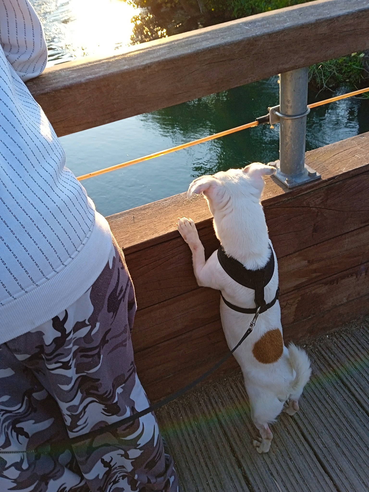 Litchy participe au concours pour gagner de l'argent avec cette photo : carnivore, collar, companion_dog, deck, dog, dog_breed, dog_collar, fawn, fence, hardwood, human_leg, lake, leisure, line, shade, tail, tints_and_shades, water, white, wood