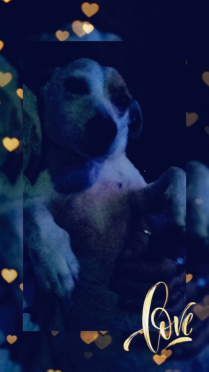 Litchy a rejoint le concours — aidez-le/la à gagner de superbes lots ! art, cloud, companion_dog, darkness, dog, dog_breed, electric_blue, fawn, font, graphic_design, night, non_sporting_group, photo_caption, puppy, puppy_love, rectangle, square, visual_arts, whiskers