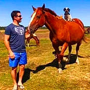 Ninou participe au concours pour gagner de l'argent avec cette photo : animal, blue_sky, casual_clothing, companionship, dog, domestic_animal, field, grass, horse, leisure, mammal, man, nature, outdoor, pet, riding, standing, summer, sunglasses, sunny
