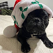 Sumo joined the competition — help win amazing prizes! dog, french_bulldog, black_dog, christmas_hat, holiday, bedspread, indoor, pet, cute, animal, festive, lying_down, portrait, canine, holiday_season, hat, celebration, domestic_animal, cozy, closeup