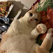 Tigger joined the competition — help win amazing prizes! cat, orange_and_white, fluffy, paws, lying_down, blanket, indoor, curious, pet, feline, close_up, whiskers, ears, relaxed, cute, animal, soft, fur, playful, domestic