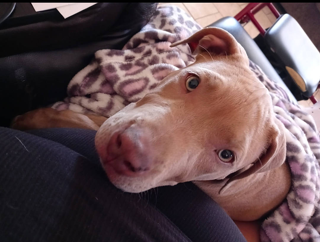 Canela is registered to the contest to win money with this photo: canidae, carnivore, collar, companion_dog, dog, dog_breed, dog_collar, dog_supply, ear, fawn, fur, guard_dog, jaw, liver, mobile_phone, snout, sporting_group, whiskers, working_animal, wrinkle