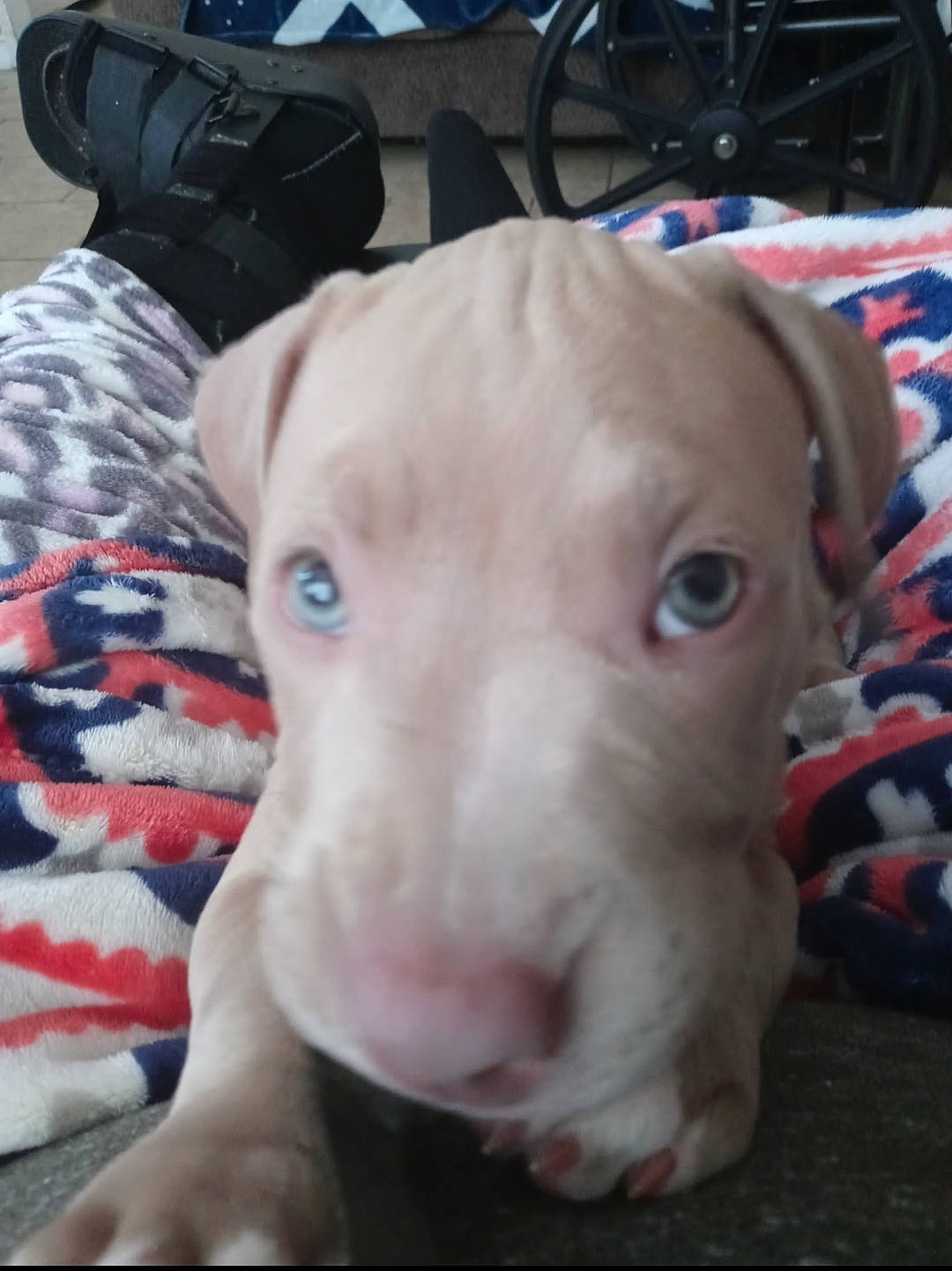 Canela is registered to the contest to win money with this photo: backpack, bag, canidae, carnivore, companion_dog, dog, dog_breed, dogo_argentino, ear, fawn, fur, livestock, luggage_and_bags, non_sporting_group, snout, sporting_group, whiskers, white, working_animal