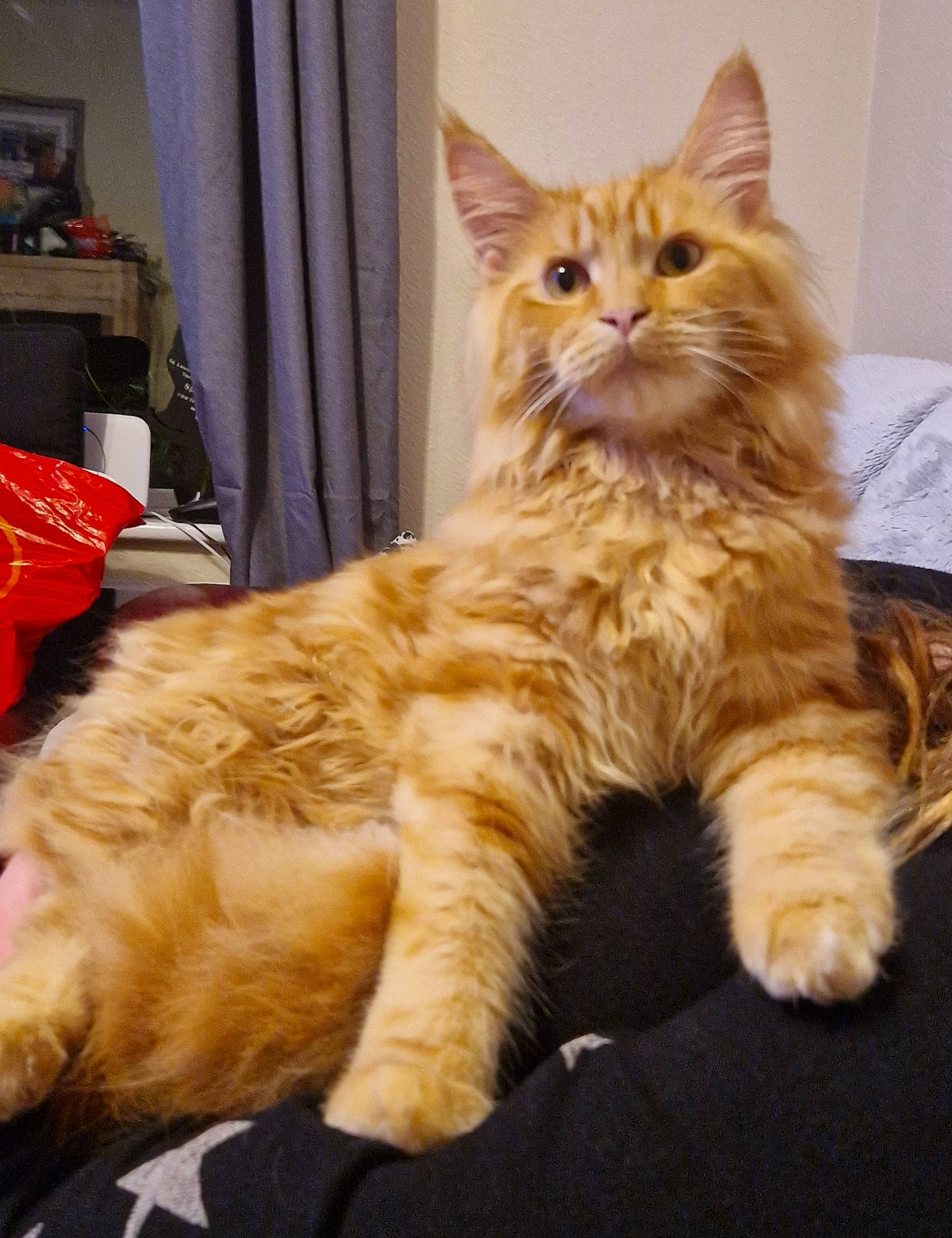 Gimili is registered to the contest to win money with this photo: box, british_longhair, carnivore, cat, claw, comfort, curtain, domestic_short_haired_cat, fawn, felidae, fur, orange, paw, sitting, small_to_medium_sized_cats, snout, tail, whiskers, wood