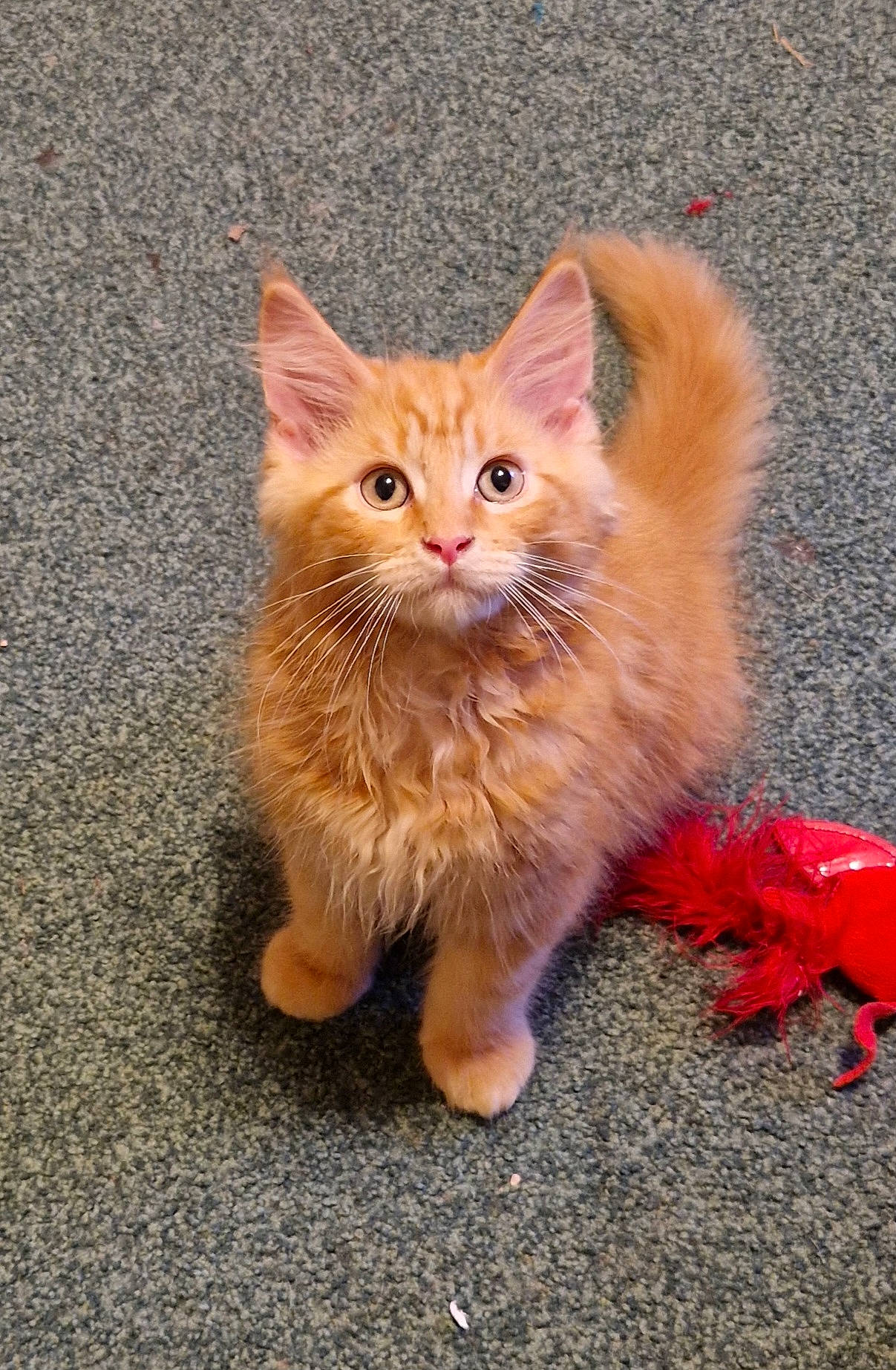 Ghimili is registered to the contest to win money with this photo: art, asphalt, carmine, carnivore, cat, claw, domestic_short_haired_cat, fawn, felidae, fur, paw, peach, road_surface, sitting, small_to_medium_sized_cats, snout, tail, terrestrial_animal, whiskers, wood