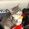 cat, kitten, sleeping, gray_cat, black_cat, white_fur, tabby, feline, pets, animal, cuddling, relaxed, indoors, blanket, red_blanket, couch, pillow, window, brick_wall, cozy