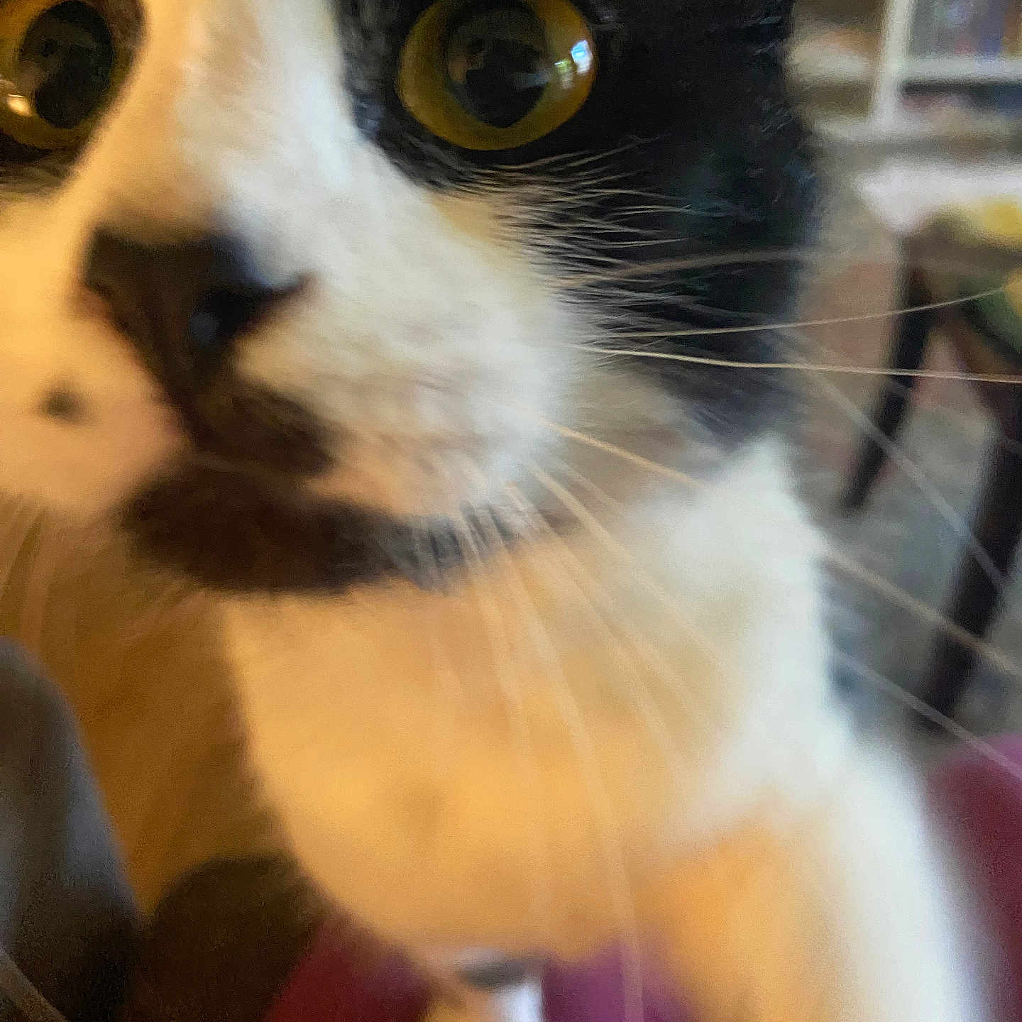 Bella joined the competition — help win amazing prizes! animal, black_and_white, blurred, cat, close, close_up, curious, domestic_animal, exploring, face, feline, fur, indoor, looking, nose, paw, pet, whiskers, yellow_eyes