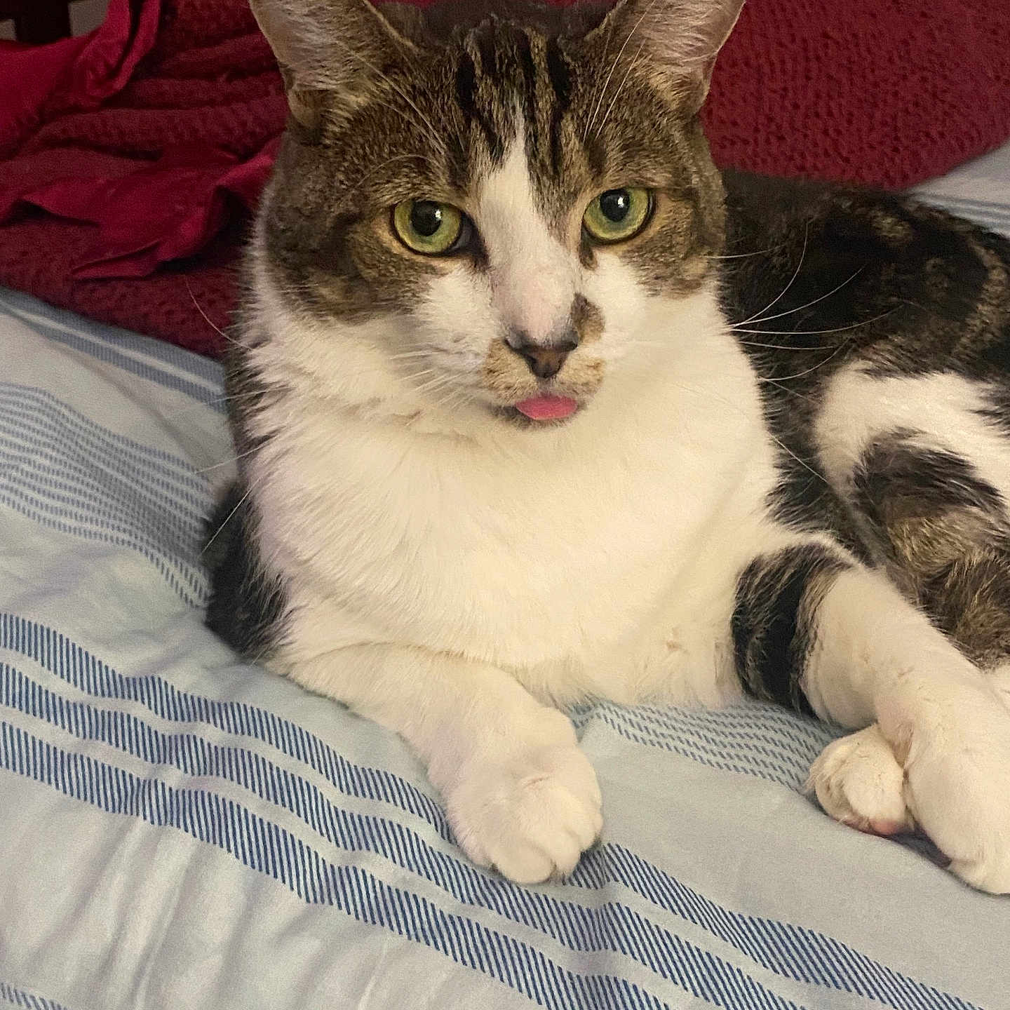 Miley is registered to the contest to win money with this photo: cat, tabby, white_fur, bed, striped_bedspread, blanket, red_blanket, pet, animal, cute, tongue_out, indoor, feline, resting, paw, whiskers, ears, eyes, fur_pattern, relaxed