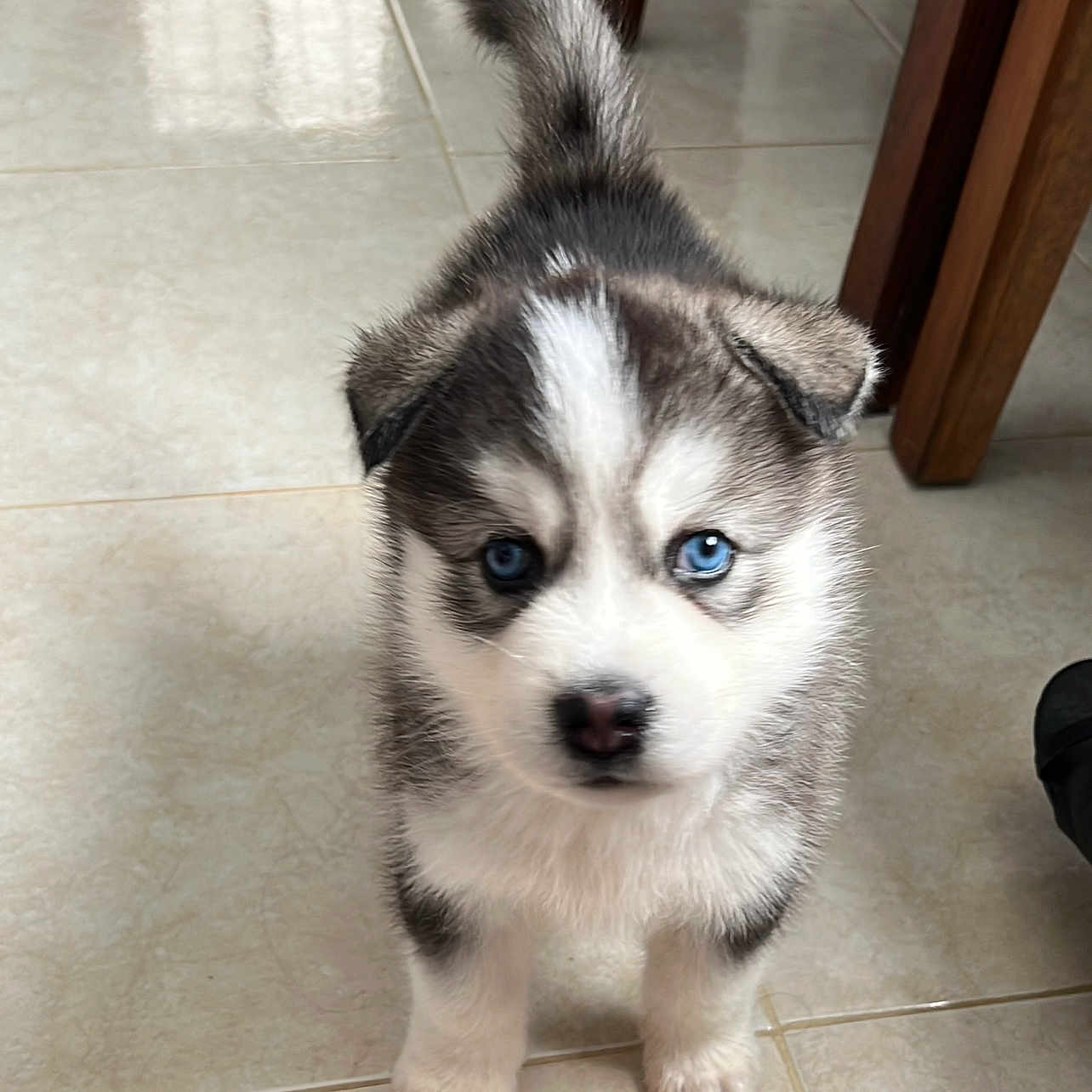 Rocky Sky is registered to the contest to win money with this photo: animal, canine, cat, dog, eskimodog, flagstone, hardwood, husky, kitten, path, pet, puppy, terrier, walkway, whitedog, wood