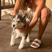 Rocky Sky is registered to the contest to win money with this photo: animal, ankle, canine, cat, clothing, dog, face, footwear, hardwood, head, husky, kitten, person, pet, photography, portrait, puppy, sandal, shoe, wood