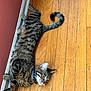 cat, tabby, pet, animal, indoor, wooden_floor, collar, sleeping, relaxed, fur, whiskers, tail, paws, domestic_cat, resting, striped, closeup, side_view, house, quiet