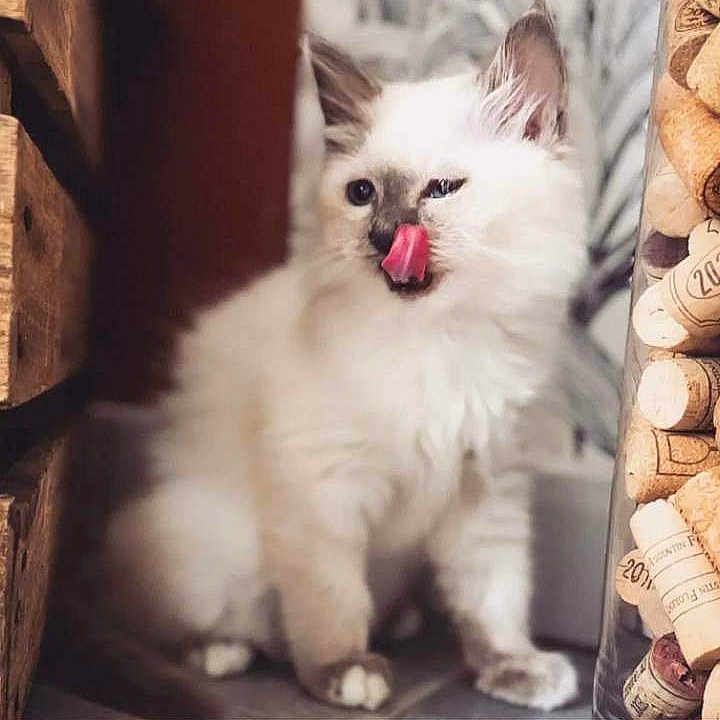 Saphir participe au concours pour gagner de l'argent avec cette photo : advertisement, angora, animal, bodypart, cat, computerhardware, cork, cream, dessert, electronics, hardware, kitten, manx, monitor, mouth, person, pet, poster, screen, tongue