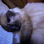 Saphir a rejoint le concours — aidez-le/la à gagner de superbes lots ! animal, blanket, cat, closeup, comfort, cozy, cute, domestic, feline, fluffy, fur, indoor, nap, peaceful, pet, relaxation, resting, sleeping, soft, whiskers