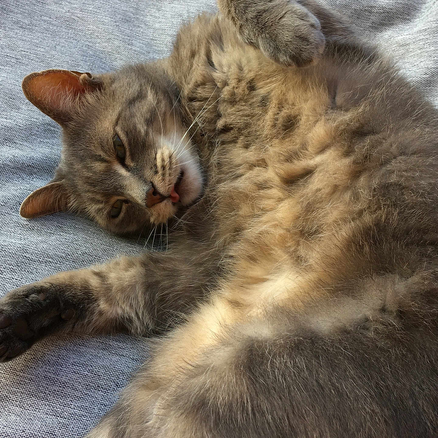 Charly participe au concours pour gagner de l'argent avec cette photo : abyssinian, angora, animal, cat, couch, furniture, hardwood, kitten, manx, person, pet, siamese, sleeping, wood