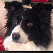 Goya participe au concours pour gagner de l'argent avec cette photo : dog, border_collie, black_and_white, fluffy, long_hair, portrait, close_up, face, muzzle, nose, eyes, ears, pet, animal, indoors, home, phone_screenshot, dark_background, centered, serious_expression