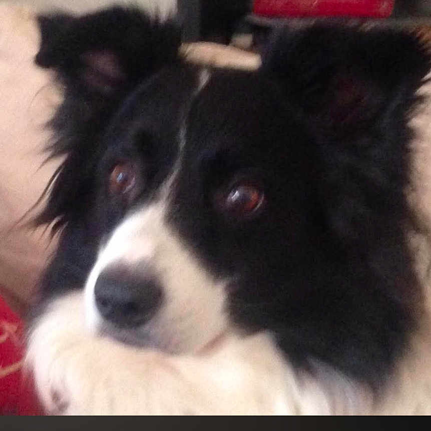 Goya participe au concours pour gagner de l'argent avec cette photo : dog, border_collie, black_and_white, fluffy, long_hair, portrait, close_up, face, muzzle, nose, eyes, ears, pet, animal, indoors, home, phone_screenshot, dark_background, centered, serious_expression