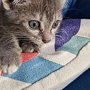 Baïa a rejoint le concours — aidez-le/la à gagner de superbes lots ! animal, close_up, colorful, curious, cute, domestic_cat, fabric, feline, gray_cat, indoor, kitten, paw, pet, playful, resting, small, soft, texture, whiskers, young