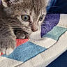 animal, close_up, colorful, curious, cute, domestic_cat, fabric, feline, gray_cat, indoor, kitten, paw, pet, playful, resting, small, soft, texture, whiskers, young