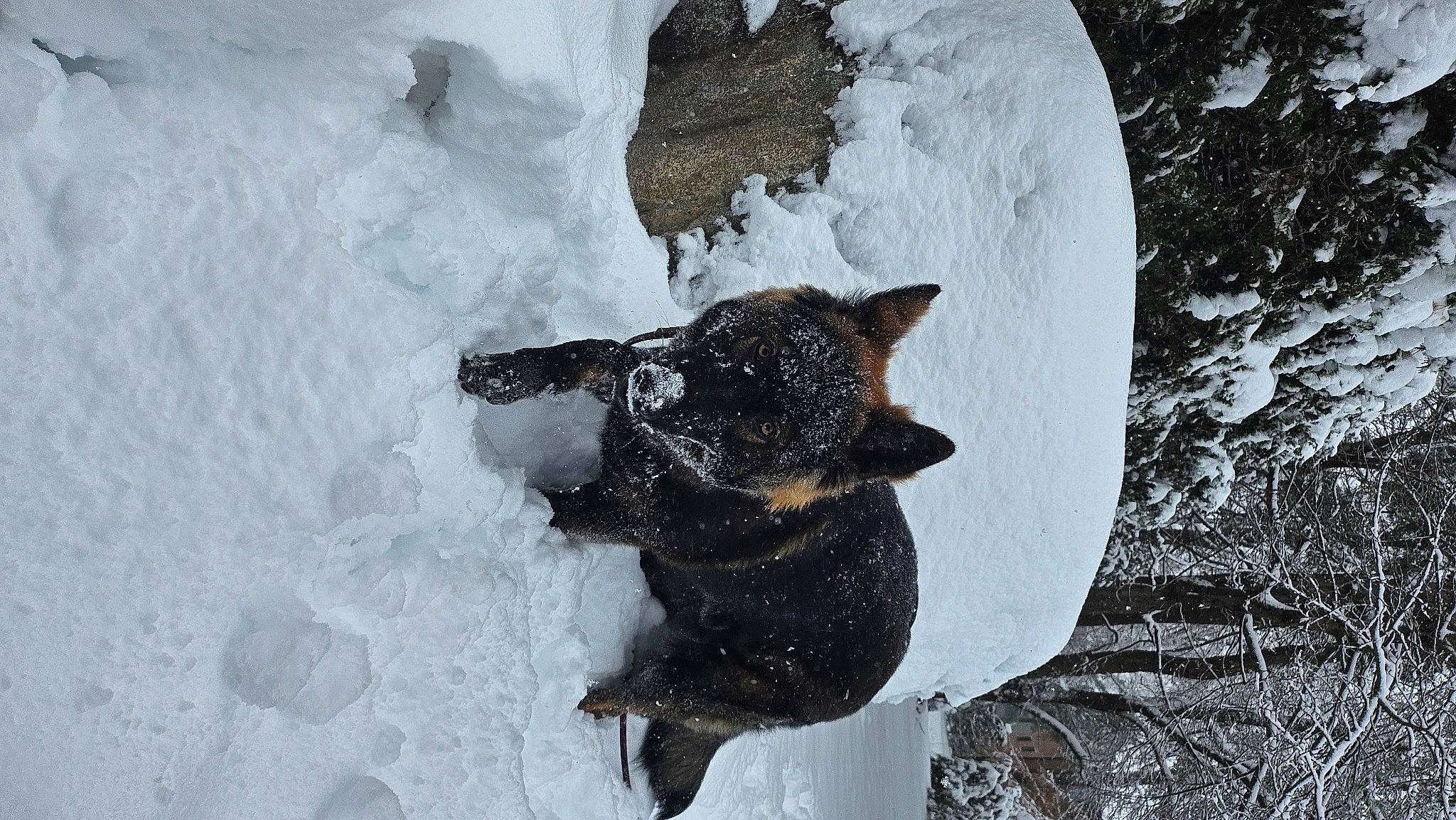 Sable is registered to the contest to win money with this photo: canidae, carnivore, dog, dog_breed, freezing, fur, guard_dog, non_sporting_group, paw, playing_in_the_snow, precipitation, snout, snow, sporting_group, tail, tree, water, winter, working_animal