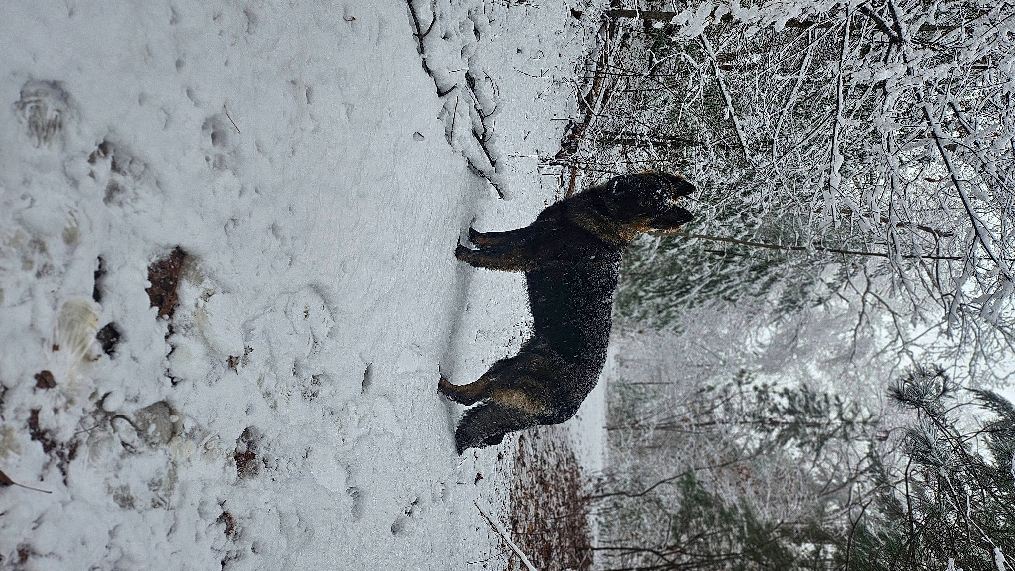 Sable joined the competition — help win amazing prizes! beak, bird_of_prey, canidae, carnivore, dog_breed, event, freezing, fur, mammal, plant, snout, snow, sporting_group, tail, tree, trunk, twig, wildlife, winter, wood