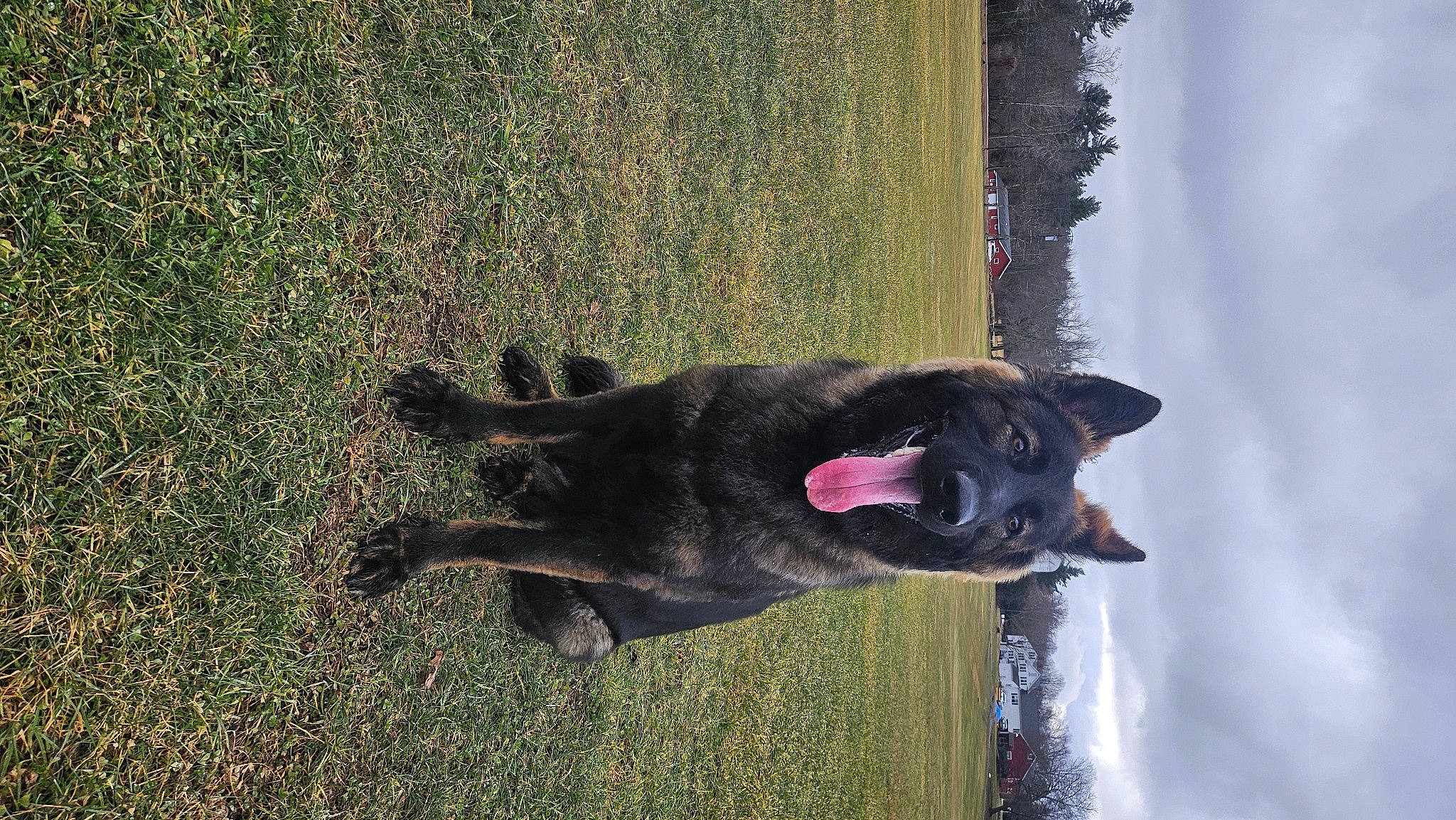 Sable is registered to the contest to win money with this photo: canidae, carmine, carnivore, collar, companion_dog, dog, dog_breed, fur, grass, plant, shadow, sky, soil, sporting_group, tail, terrestrial_animal, tree, water, working_animal, working_dog