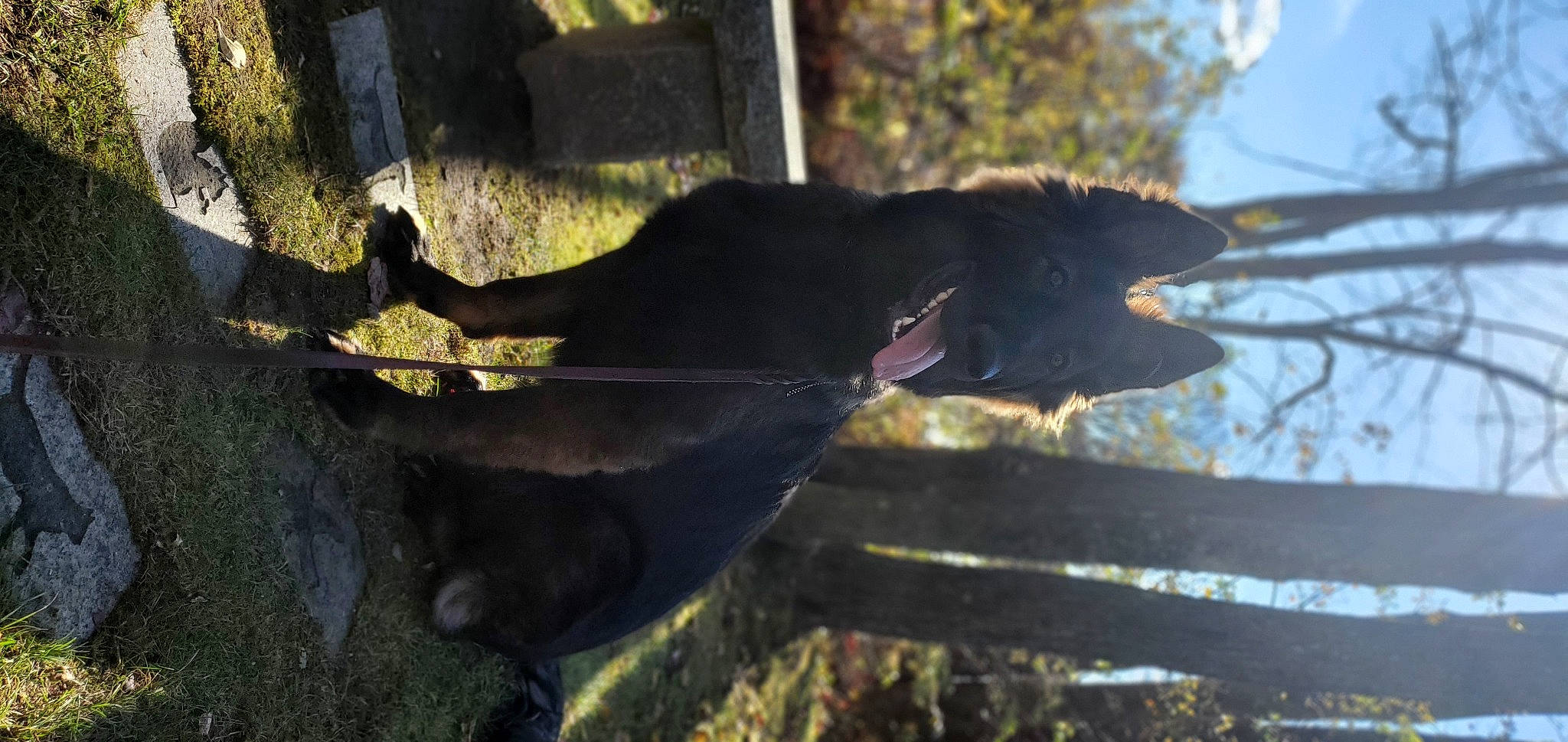 Sable is registered to the contest to win money with this photo: borador, canidae, carnivore, collar, dog, dog_breed, dog_collar, grass, natural_material, plant, shade, shadow, sky, sporting_group, tail, terrestrial_animal, tints_and_shades, tree, twig, working_animal