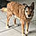Petit Chien Gentil