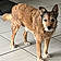 Petit Chien Gentil
