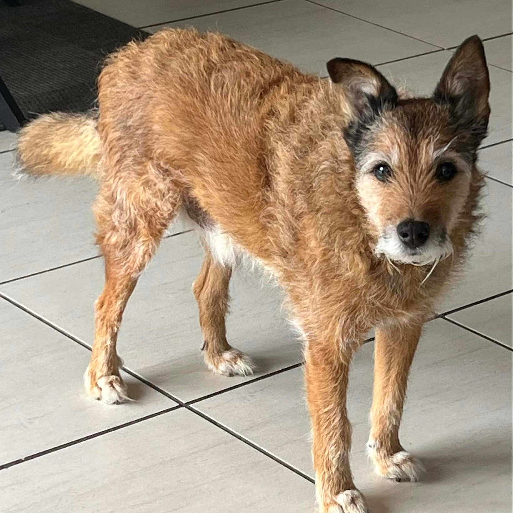 Petit Chien Gentil a rejoint le concours — aidez-le/la à gagner de superbes lots ! animal, brown, canine, curious, dog, ears, eyes, face, floor, fur, indoor, legs, looking, muzzle, paws, pet, standing, tail, tile, whiskers