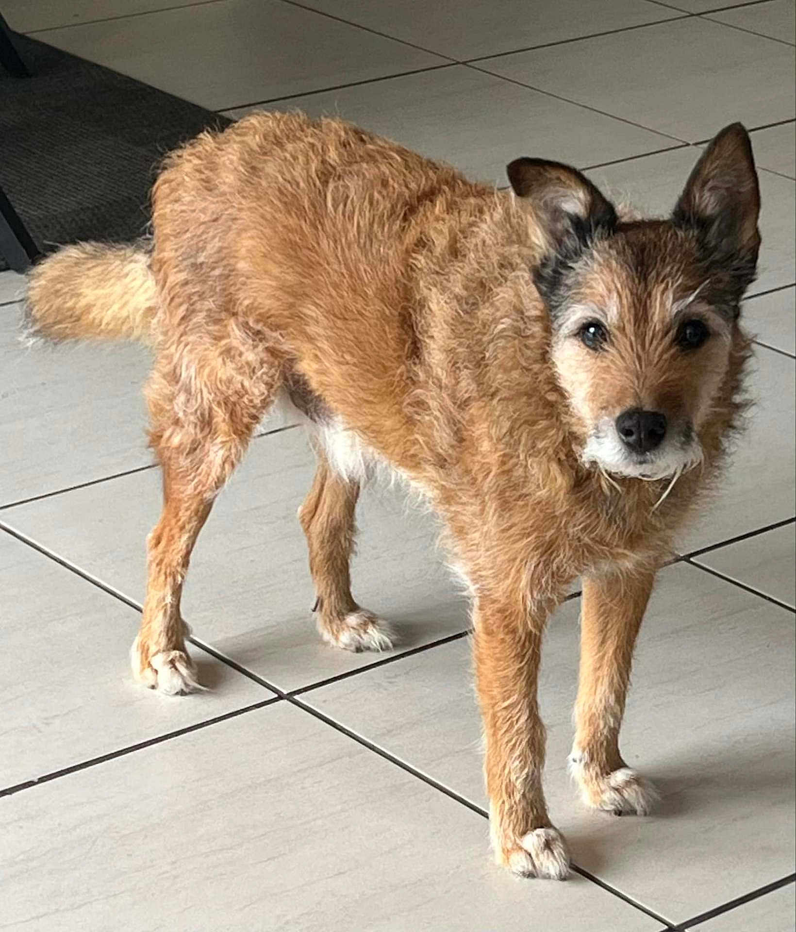 Petit Chien Gentil a rejoint le concours — aidez-le/la à gagner de superbes lots ! animal, brown, canine, curious, dog, ears, eyes, face, floor, fur, indoor, legs, looking, muzzle, paws, pet, standing, tail, tile, whiskers