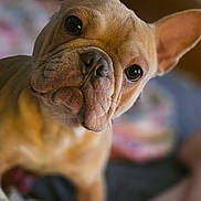 Rosco joined the competition — help win amazing prizes! animal, bed, blanket, close_up, cozy, curious, cute, dog, ears, eyes, focus, french_bulldog, fur, human_leg, indoor, nose, pet, portrait, shallow_depth_of_field, warm_colors