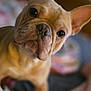 animal, bed, blanket, close_up, cozy, curious, cute, dog, ears, eyes, focus, french_bulldog, fur, human_leg, indoor, nose, pet, portrait, shallow_depth_of_field, warm_colors