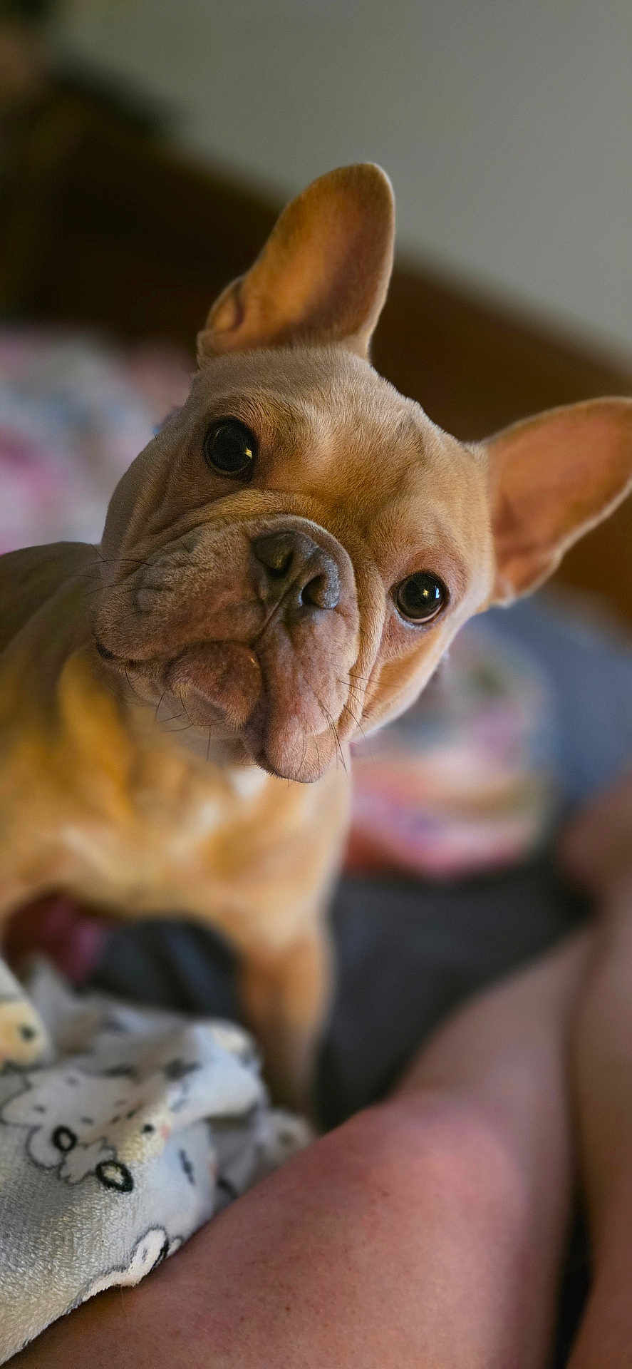 Rosco