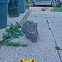 Perle participe au concours pour gagner de l'argent avec cette photo : cat, gray_tabby, outdoor, potted_plants, flower, car, stone_path, greenery, garden, relaxed, feline, plant_pot, sidewalk, daylight, nature, vehicle, wall, tarp, pet, emoji