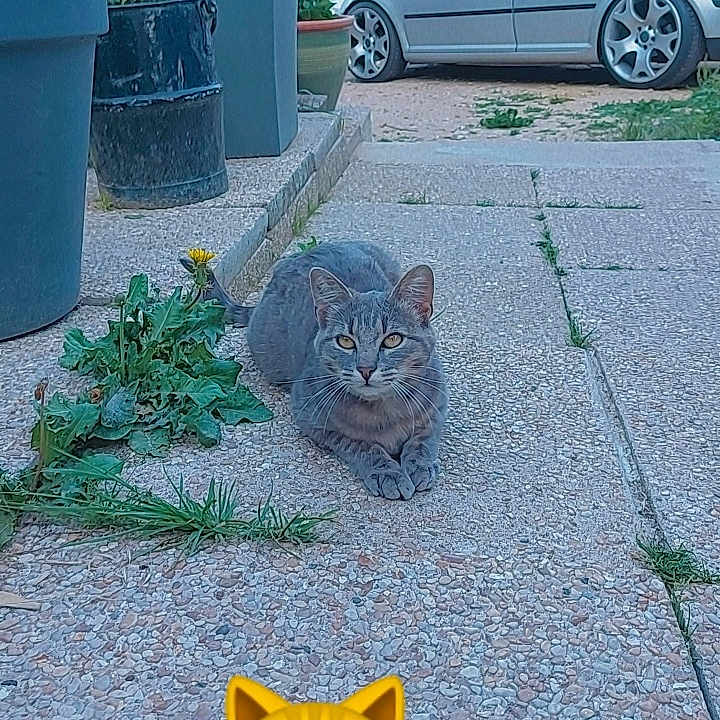 Perle participe au concours pour gagner de l'argent avec cette photo : car, cat, daylight, emoji, feline, flower, garden, gray_tabby, greenery, nature, outdoor, pet, plant_pot, potted_plants, relaxed, sidewalk, stone_path, tarp, vehicle, wall