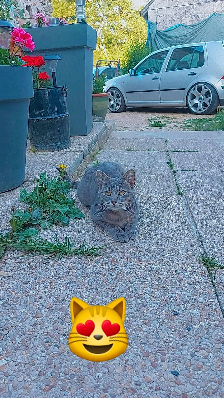 Perle participe au concours pour gagner de l'argent avec cette photo : cat, gray_tabby, outdoor, potted_plants, flower, car, stone_path, greenery, garden, relaxed, feline, plant_pot, sidewalk, daylight, nature, vehicle, wall, tarp, pet, emoji