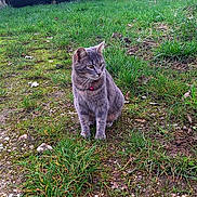 Perle participe au concours pour gagner de l'argent avec cette photo : cat, gray_cat, grass, outdoor, nature, animal, pet, collar, bell, barn, stone_wall, ground, rocks, sitting, looking_away, feline, whiskers, ears, fur, daytime
