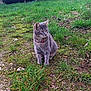 cat, gray_cat, grass, outdoor, nature, animal, pet, collar, bell, barn, stone_wall, ground, rocks, sitting, looking_away, feline, whiskers, ears, fur, daytime