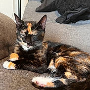 Sage participe au concours pour gagner de l'argent avec cette photo : animal, architecture, armchair, brasssection, building, cat, chair, couch, cushion, furniture, homedecor, horn, indoors, kitten, livingroom, manx, musicalinstrument, person, pet, sleeping