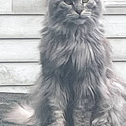 Tito is registered to the contest to win money with this photo: cat, long_hair, gray, sitting, stone_ledge, outdoor, window, shutters, house, fur, pet, animal, feline, whiskers, ears, tail, expression, portrait, daylight, nature