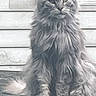 cat, long_hair, gray, sitting, stone_ledge, outdoor, window, shutters, house, fur, pet, animal, feline, whiskers, ears, tail, expression, portrait, daylight, nature