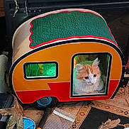 Timmy joined the competition — help win amazing prizes! cat, cat_house, orange_cat, indoor, miniature_camper, pet, window, door, carpet, patterned_rug, cozy, fluffy, curious, toy, animal, home, furniture, decor, colorful, cute
