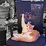 Timmy joined the competition — help win amazing prizes! cat, orange_cat, white_cat, chair, office_chair, pet, indoor, feline, relaxed, paw_up, mesh_chair, clutter, basket, box, household_items, cup, table, furniture, domestic, resting_cat
