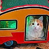 Timmy is registered to the contest to win money with this photo: cat, pet, indoor, animal, cute, fluffy, orange, white, fur, window, miniature, camper, toy, cozy, carpet, curious, face, looking, resting, house