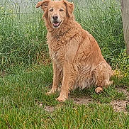 Rex participe au concours pour gagner de l'argent avec cette photo : animal, canine, cute, dog, field, friendly, fur, golden_retriever, grass, greenery, happy, leafy, mammal, nature, outdoor, pet, portrait, sitting, smiling, wooden_post