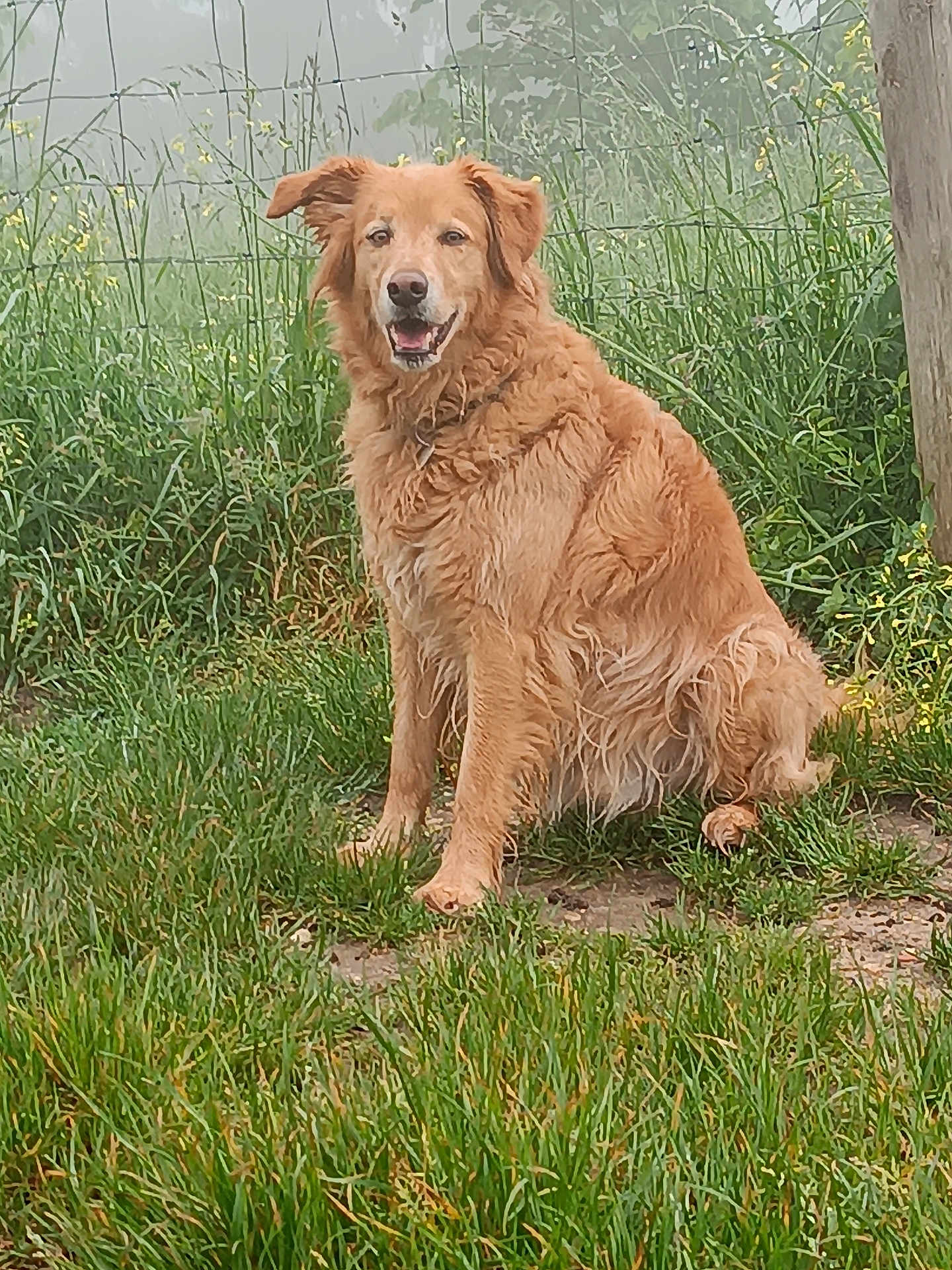 Rex