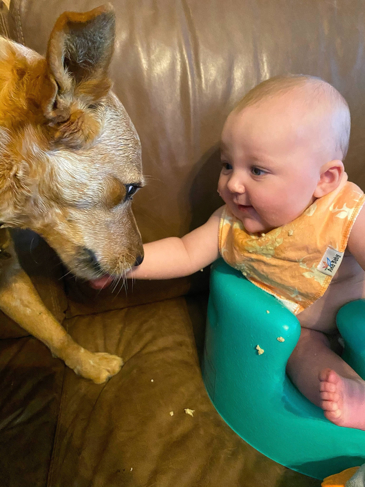 Harlyn joined the competition — help win amazing prizes! baby, baby_toddler_clothing, bib, carnivore, comfort, companion_dog, couch, dog, dog_breed, facial_expression, fawn, fun, happy, head, lap, person, skin, snout, sporting_group, toddler