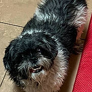 Shelby joined the competition — help win amazing prizes! dog, pet, black, white, curly_fur, smiling, indoor, tile_floor, mat, friendly, canine, fur, small_dog, looking_up, animal, cute, companion, domestic, happy, standing